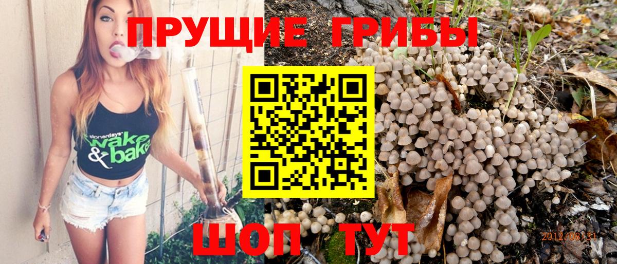 Псилоцибиновые грибы Psilocybine cubensis Нижний Новгород